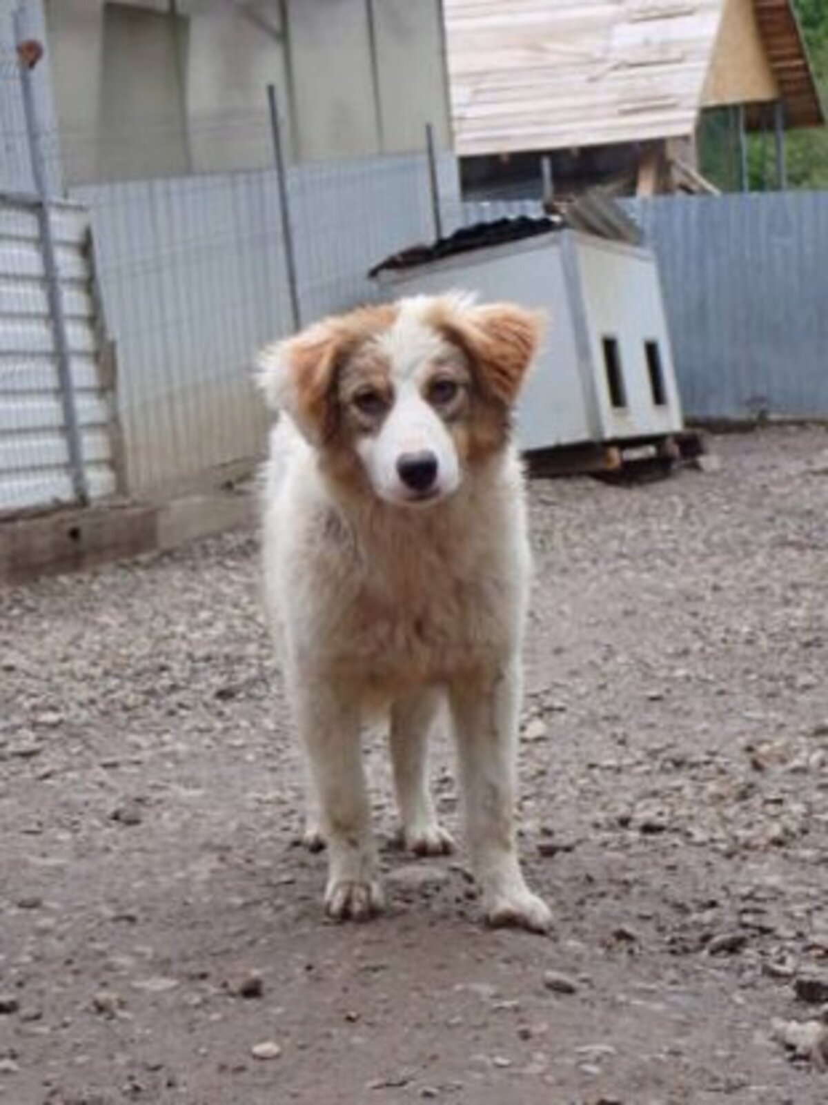 Adoption Loyd