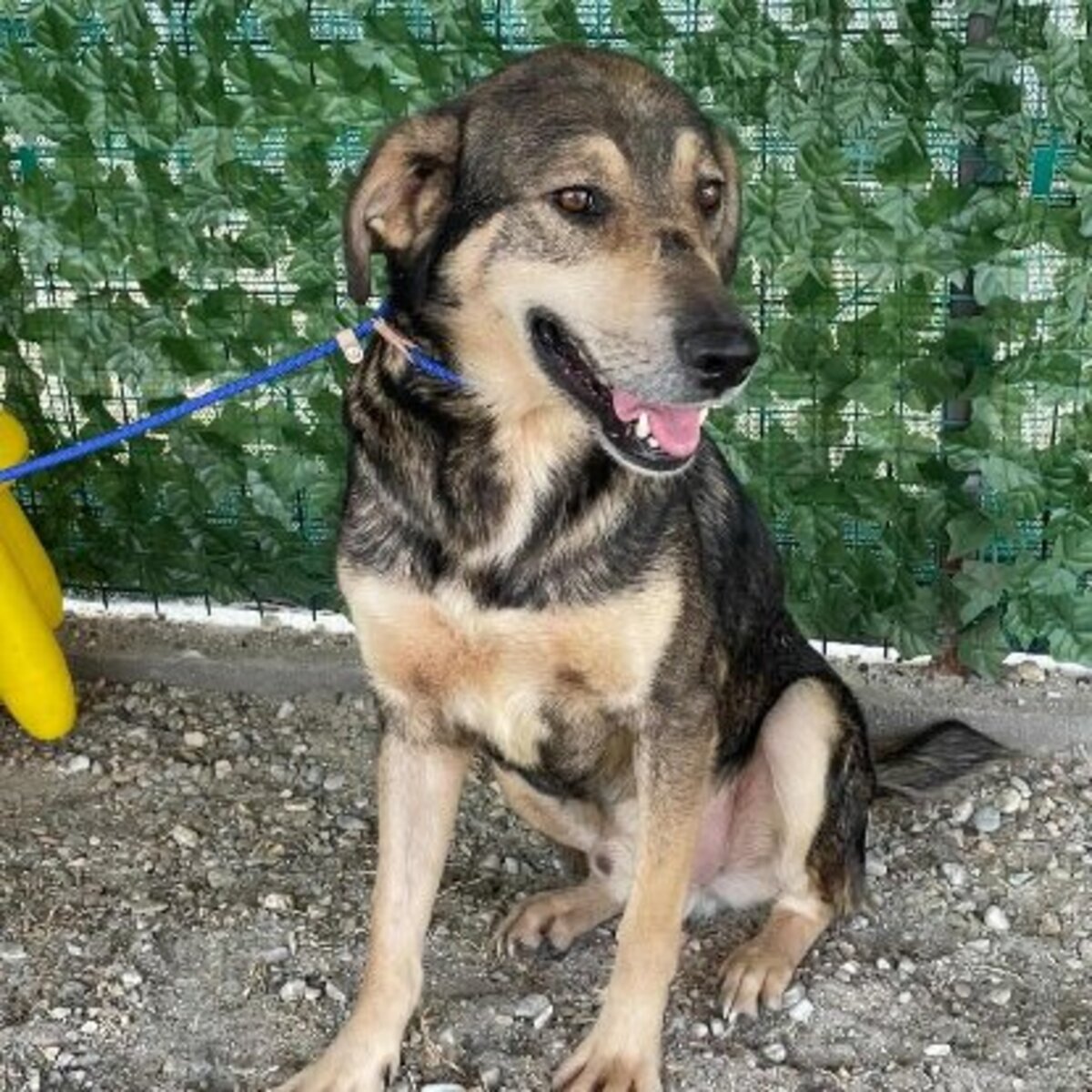 Adoption Luba