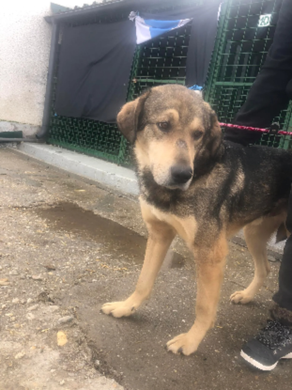 Adoption Luba