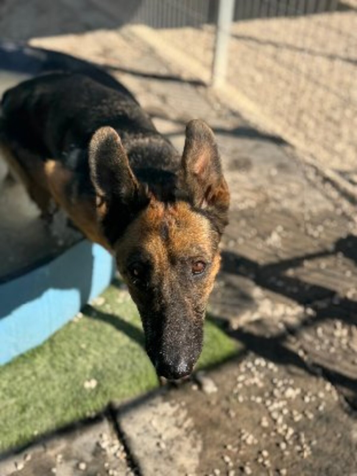 Adoption Luci