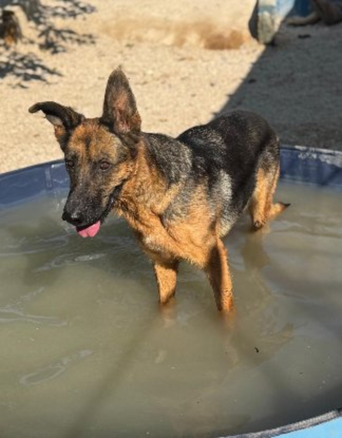 Adoption Luci