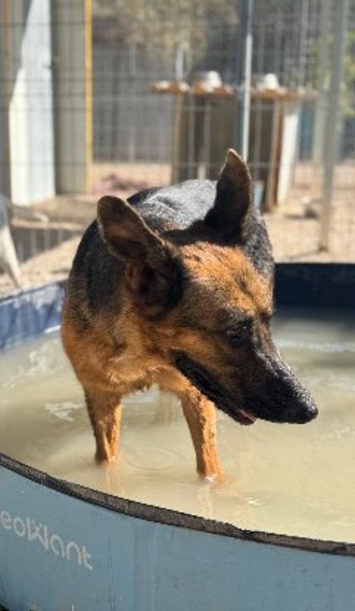Adoption Luci