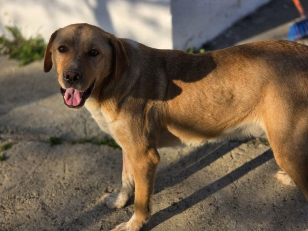 Adoption Lucky