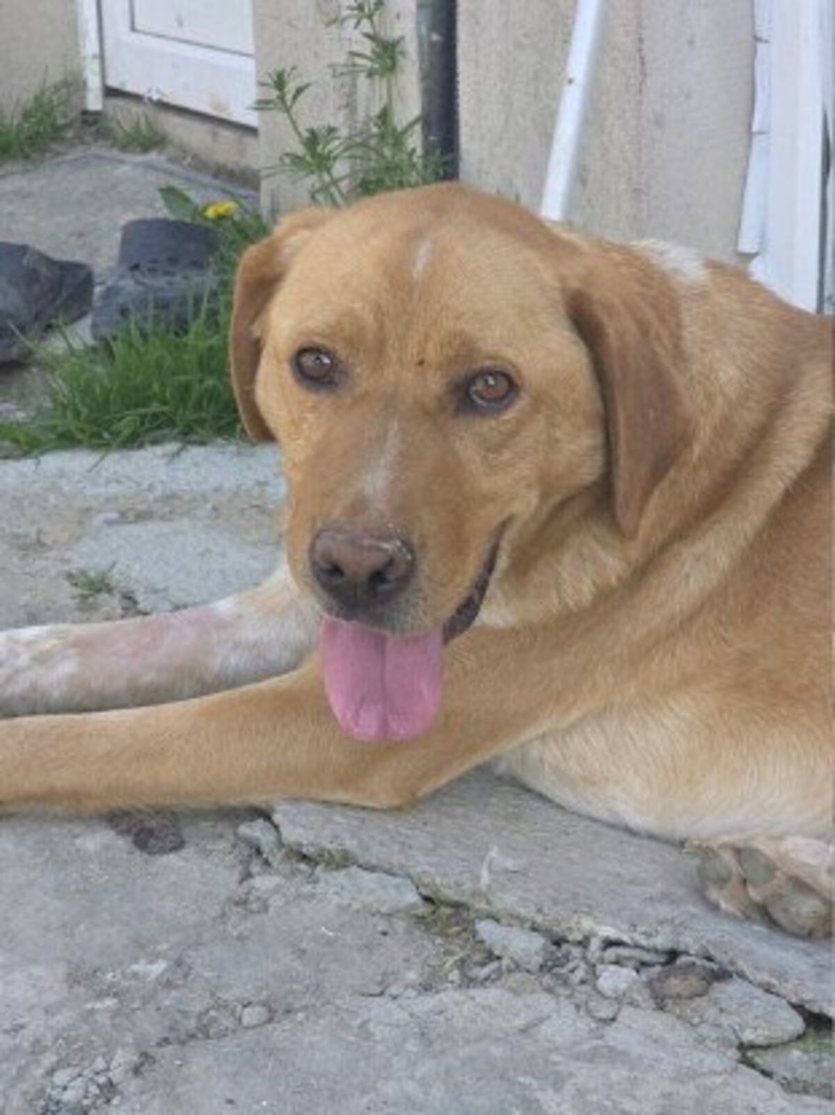 Adoption Lucky