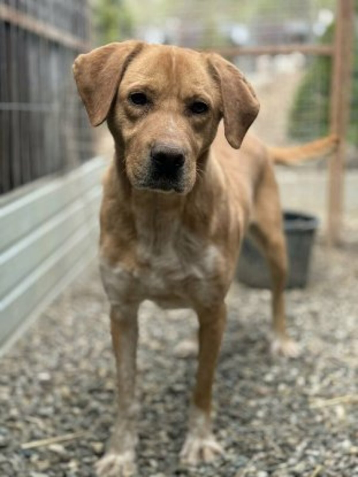 Adoption Lucky