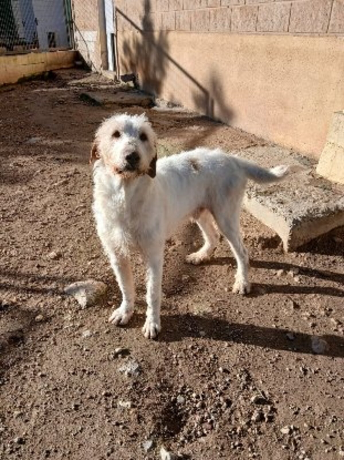 Adoption Luho