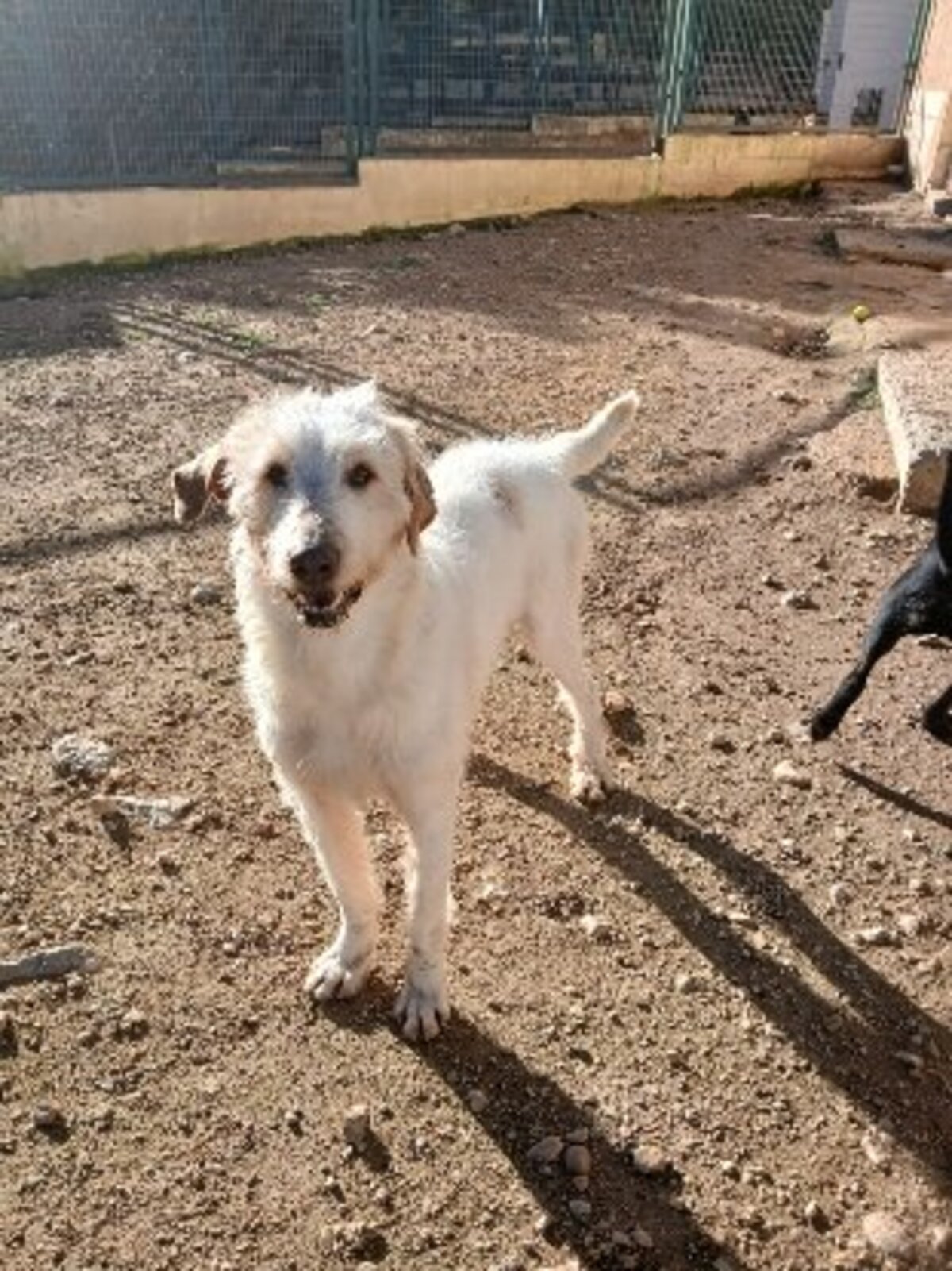 Adoption Luho