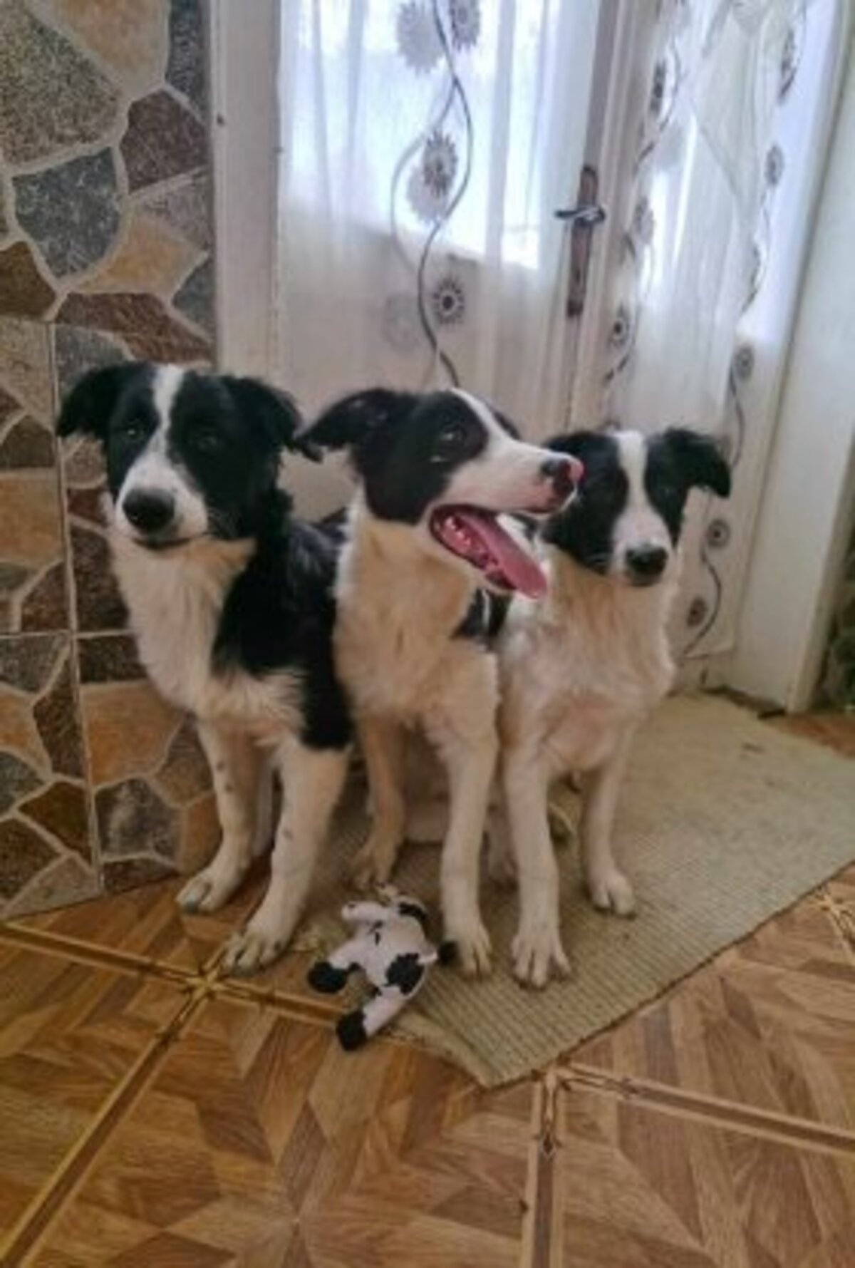 Adoption Lukas