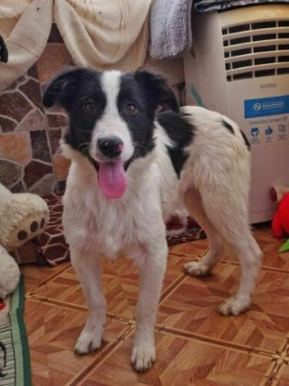 Adoption Lukas