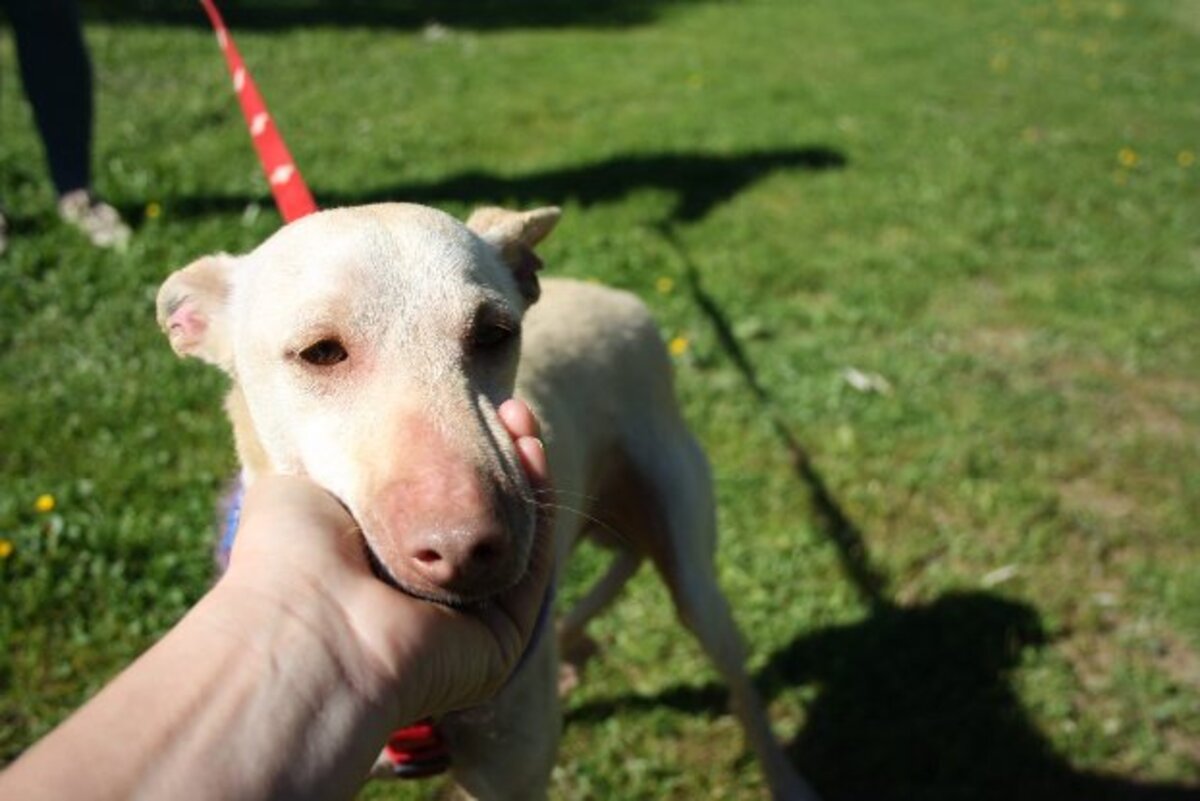 Adoption Lukas
