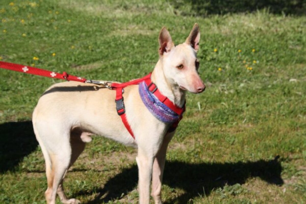 Adoption Lukas