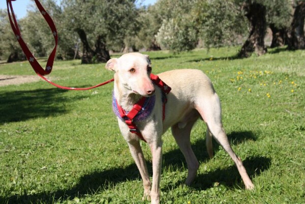 Adoption Lukas