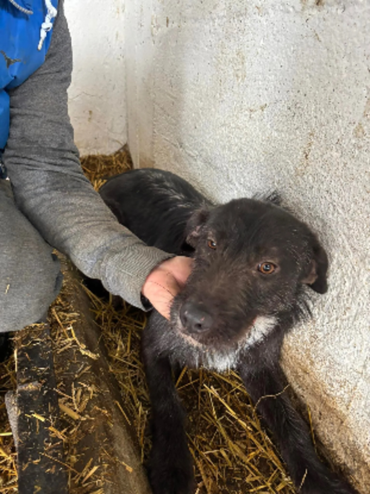 Adoption Luline