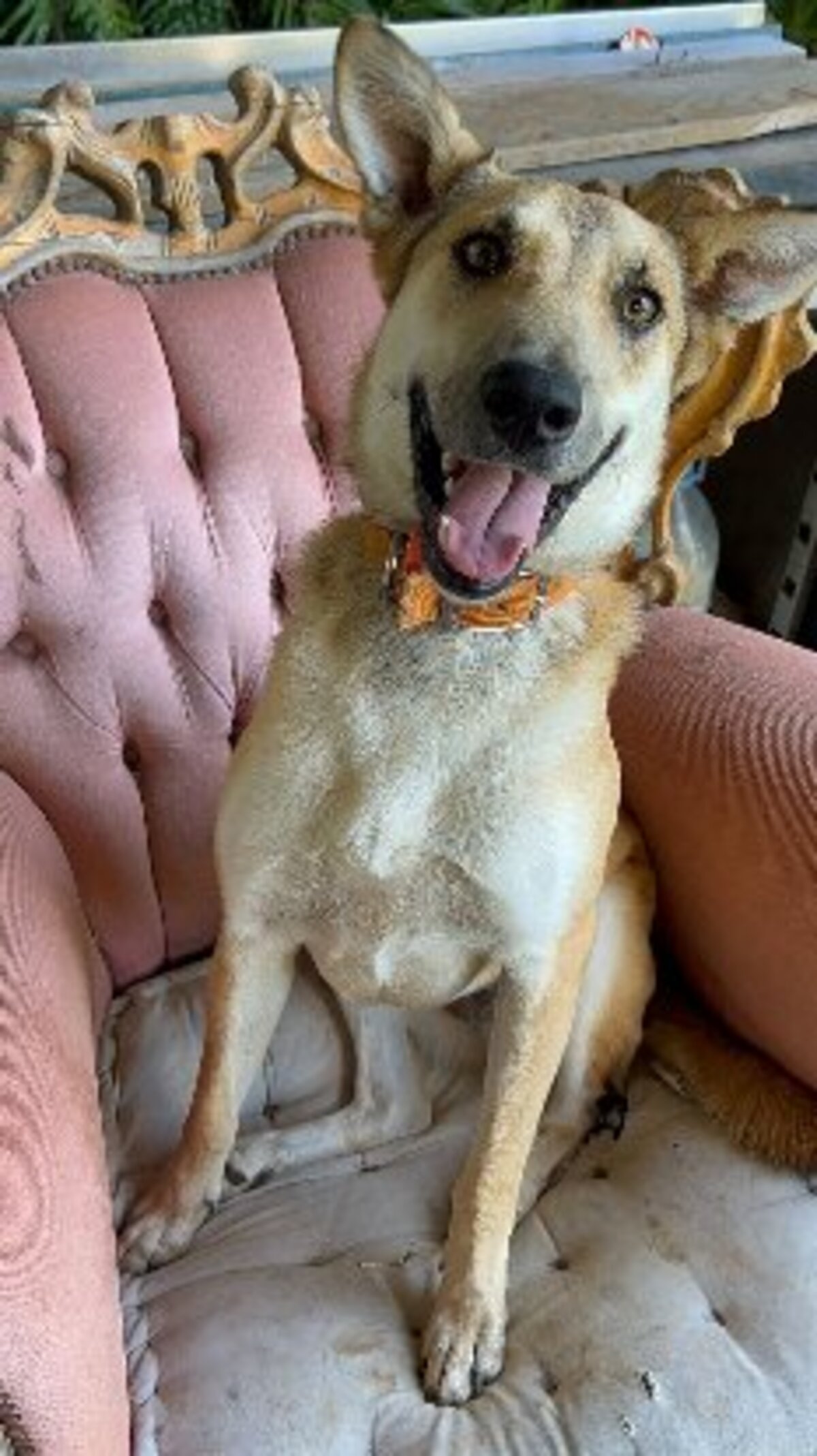 Adoption Lulune