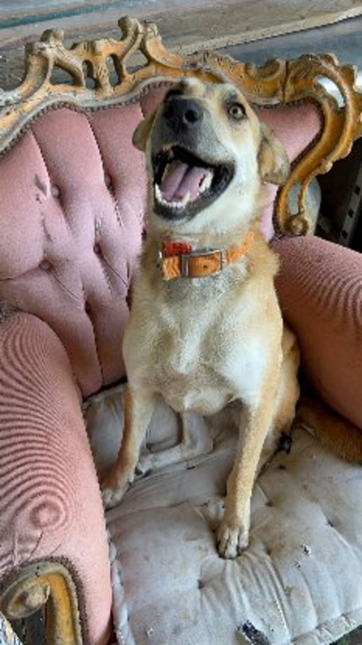 Adoption Lulune