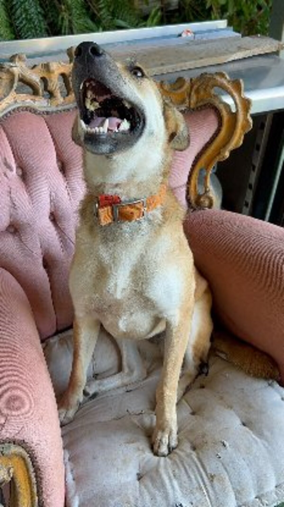 Adoption Lulune