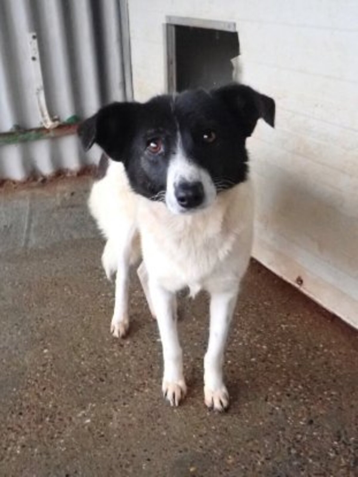 Adoption Luma