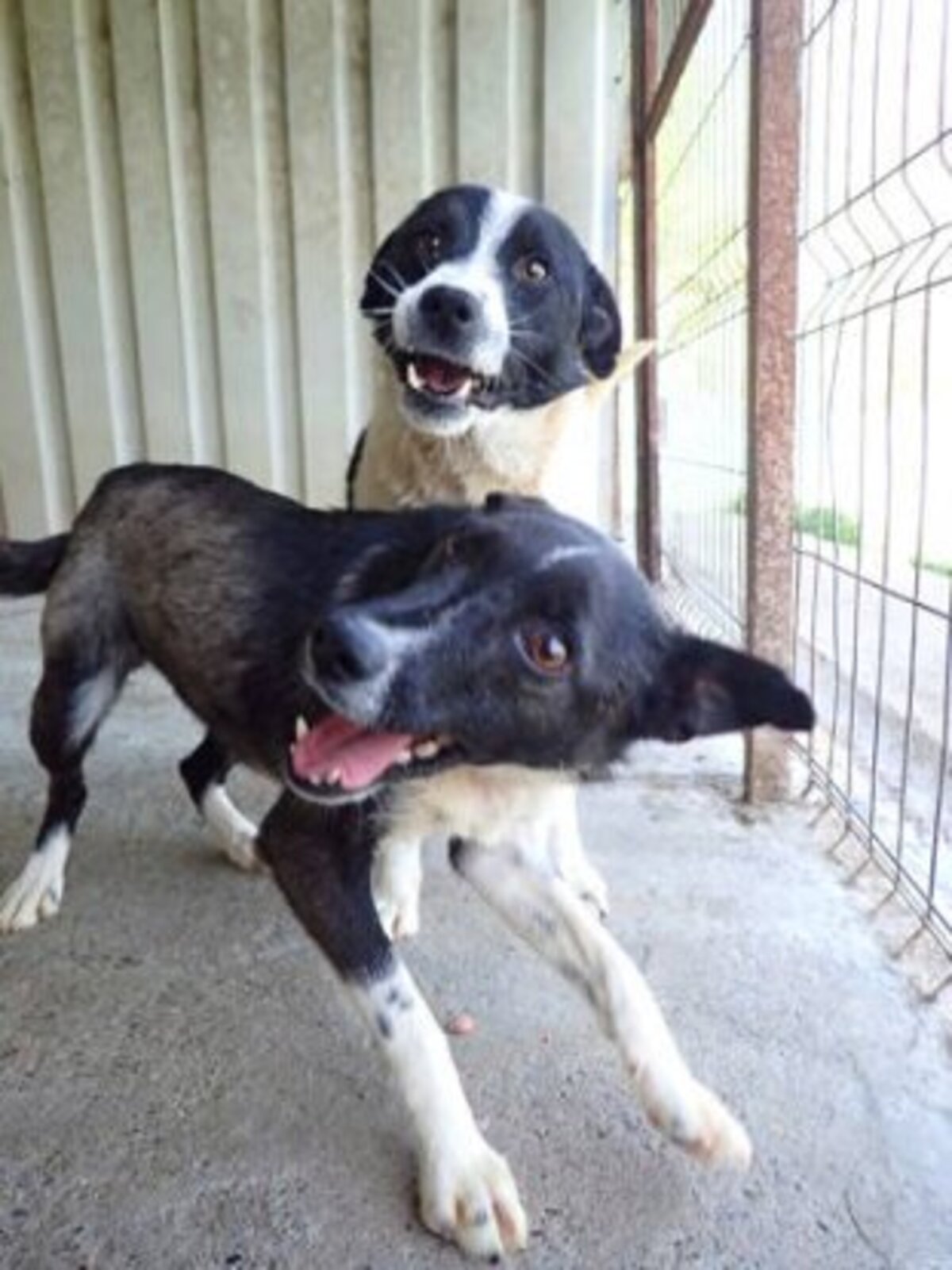 Adoption Luna