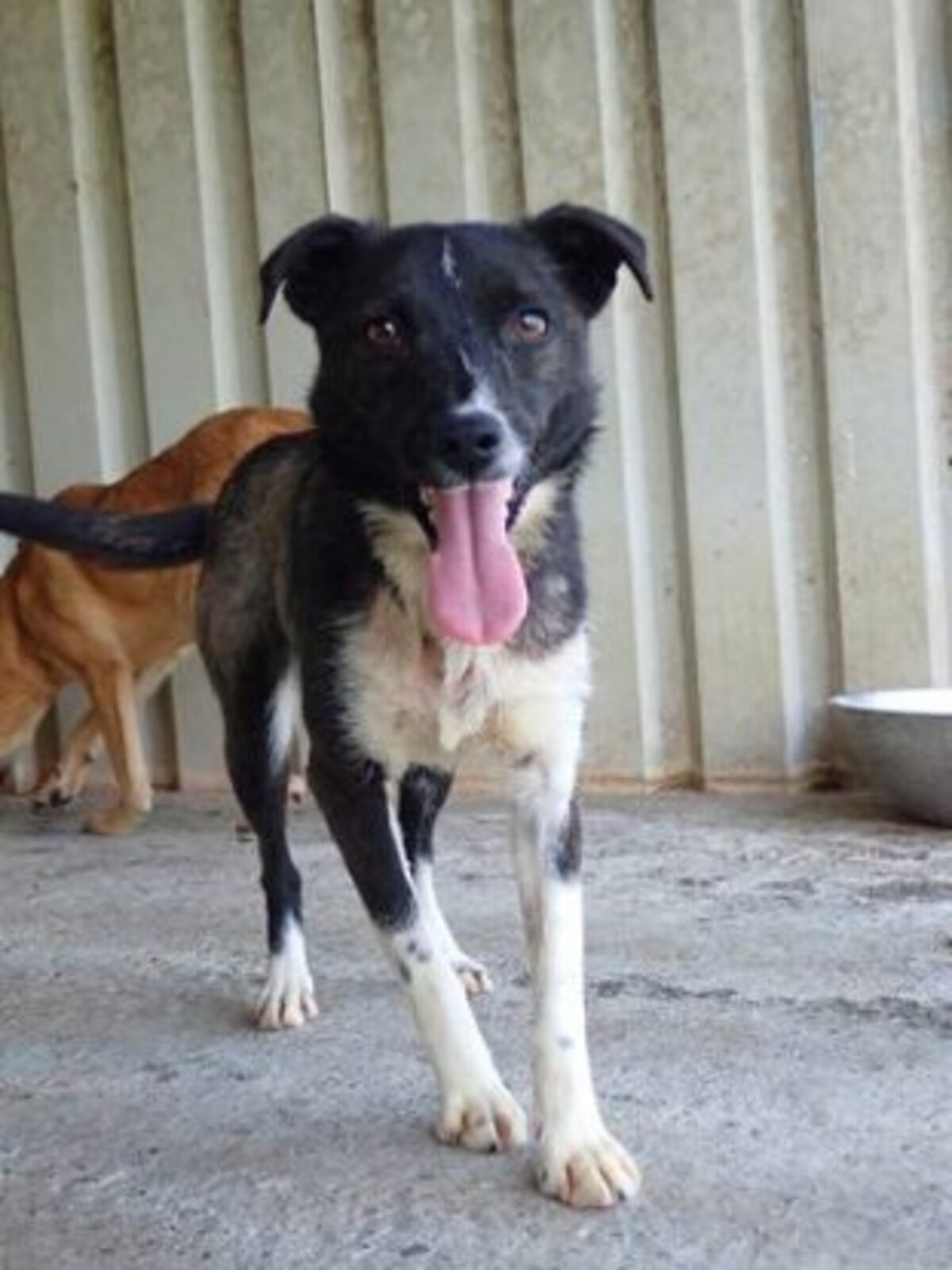 Adoption Luna
