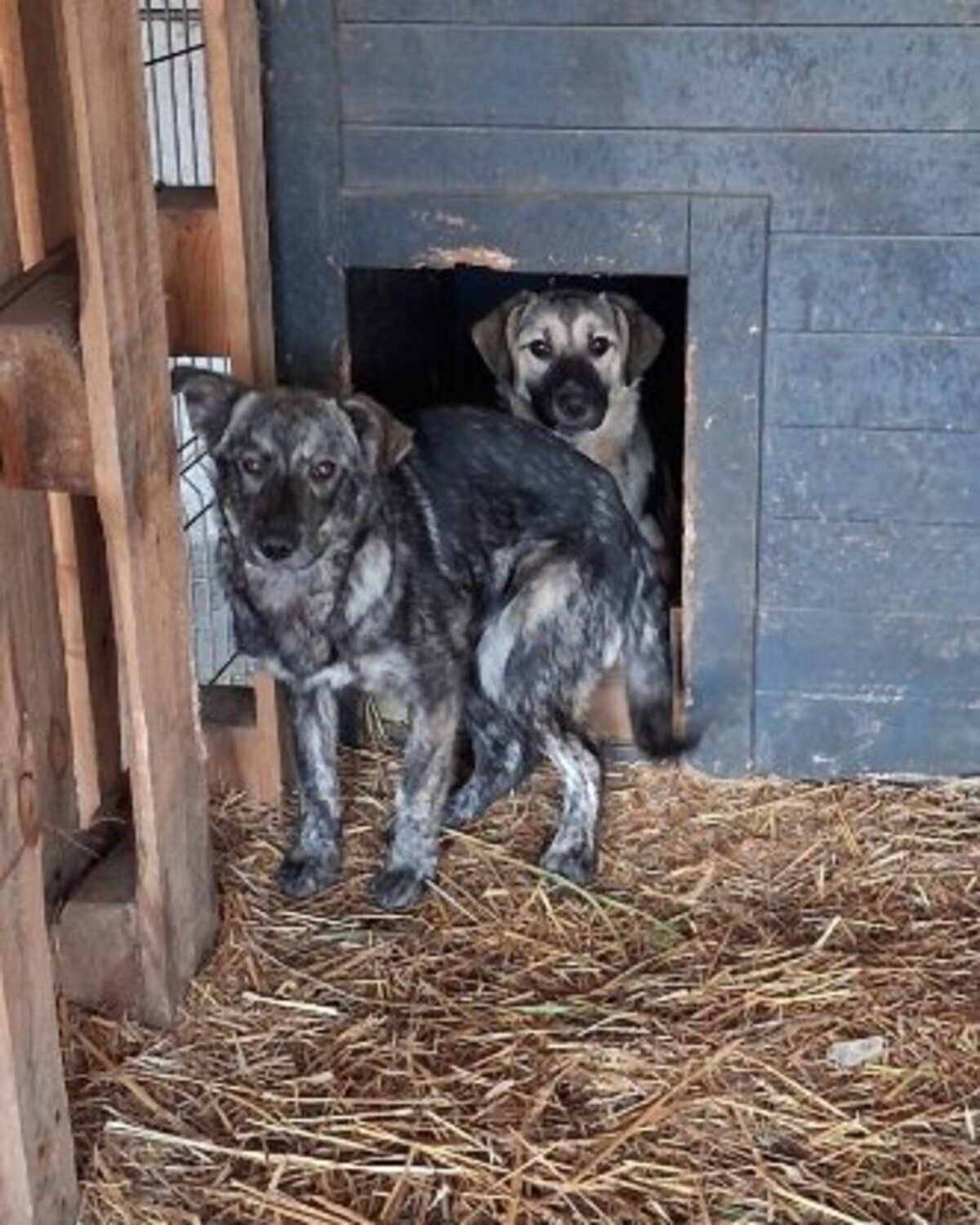 Adoption Lunelle