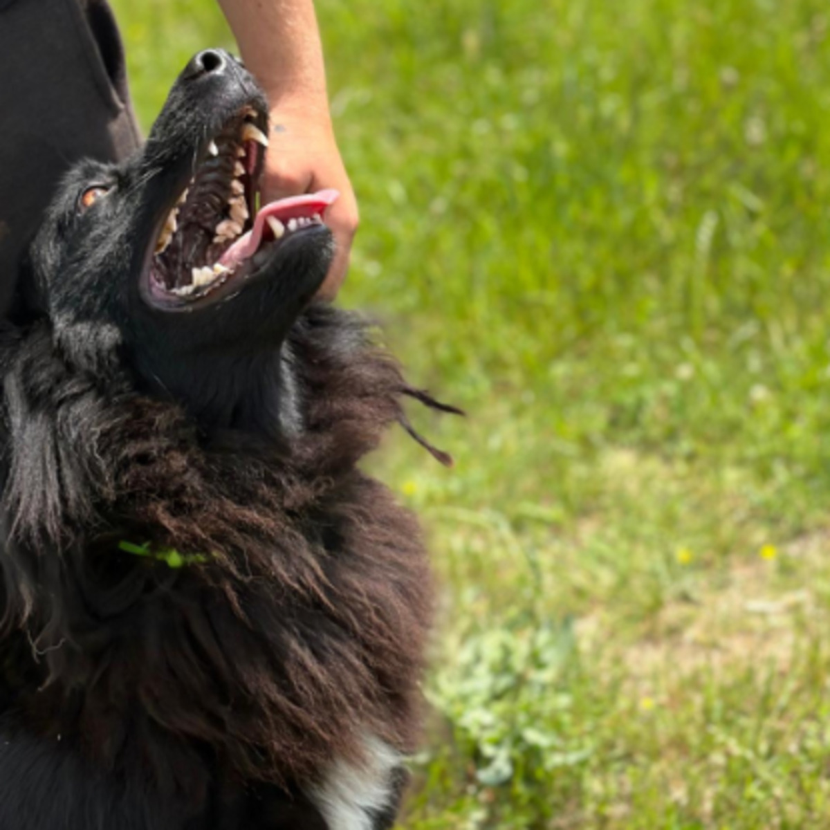 Adoption Lunna