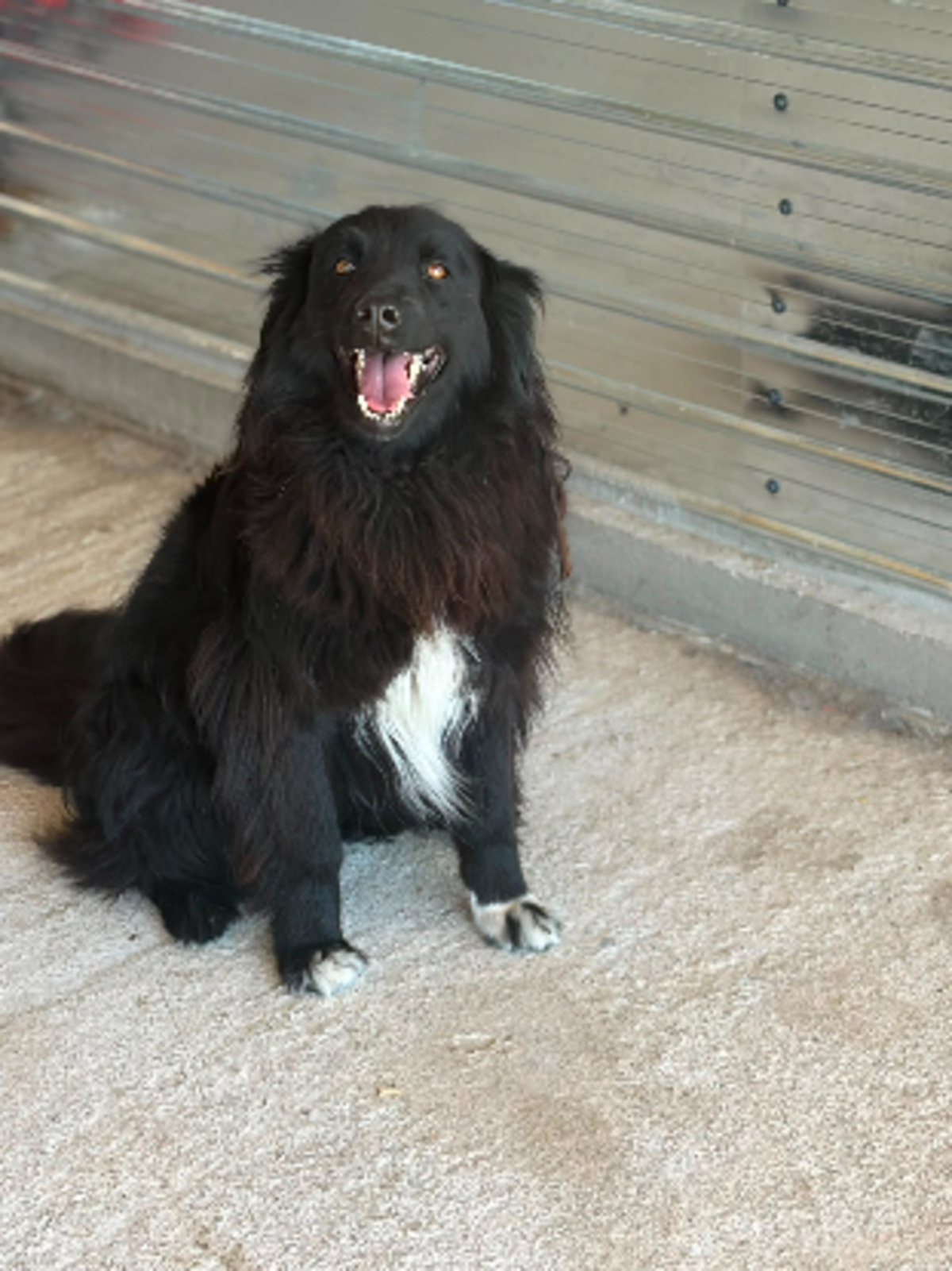 Adoption Lunna