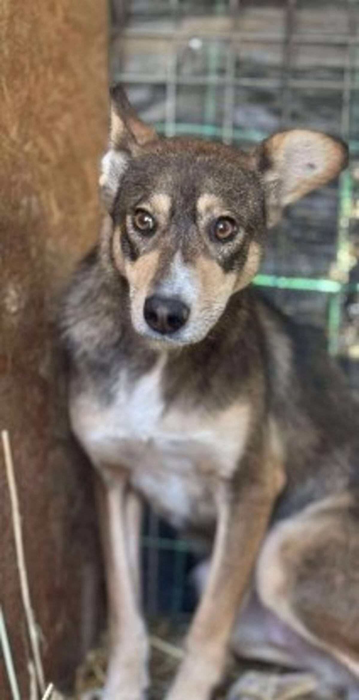 Adoption Lupa
