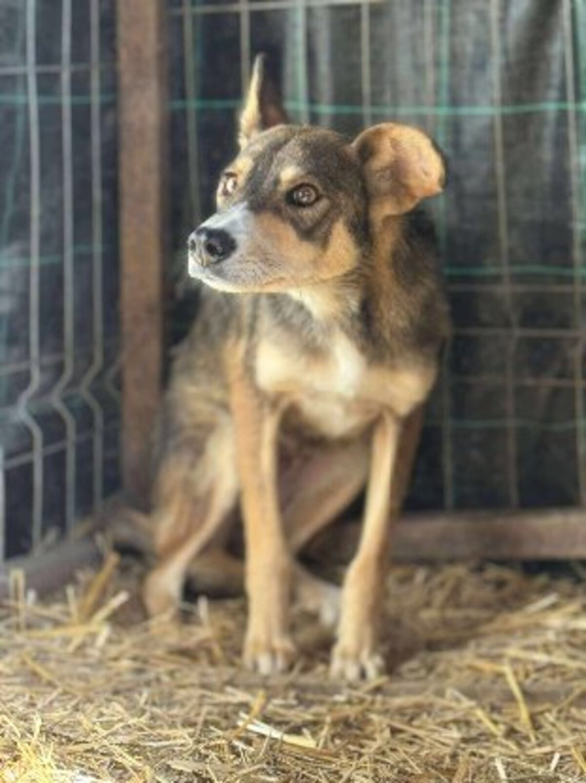 Adoption Lupa