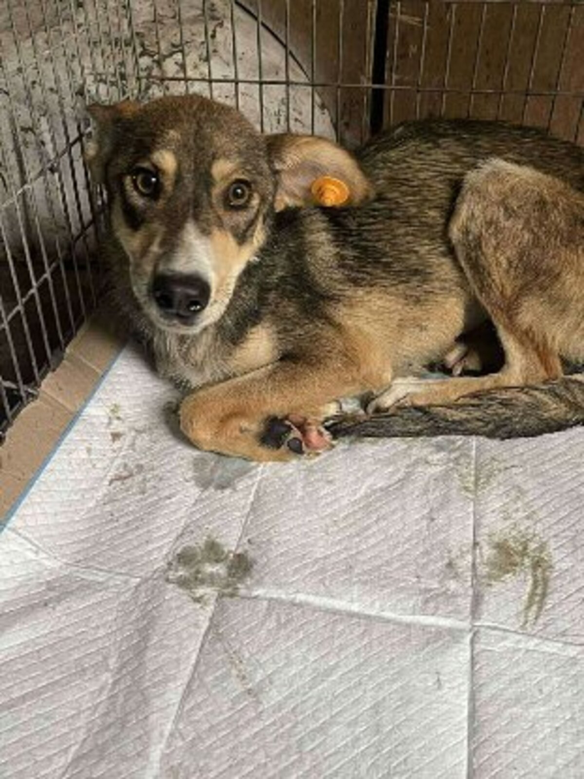 Adoption Lupa