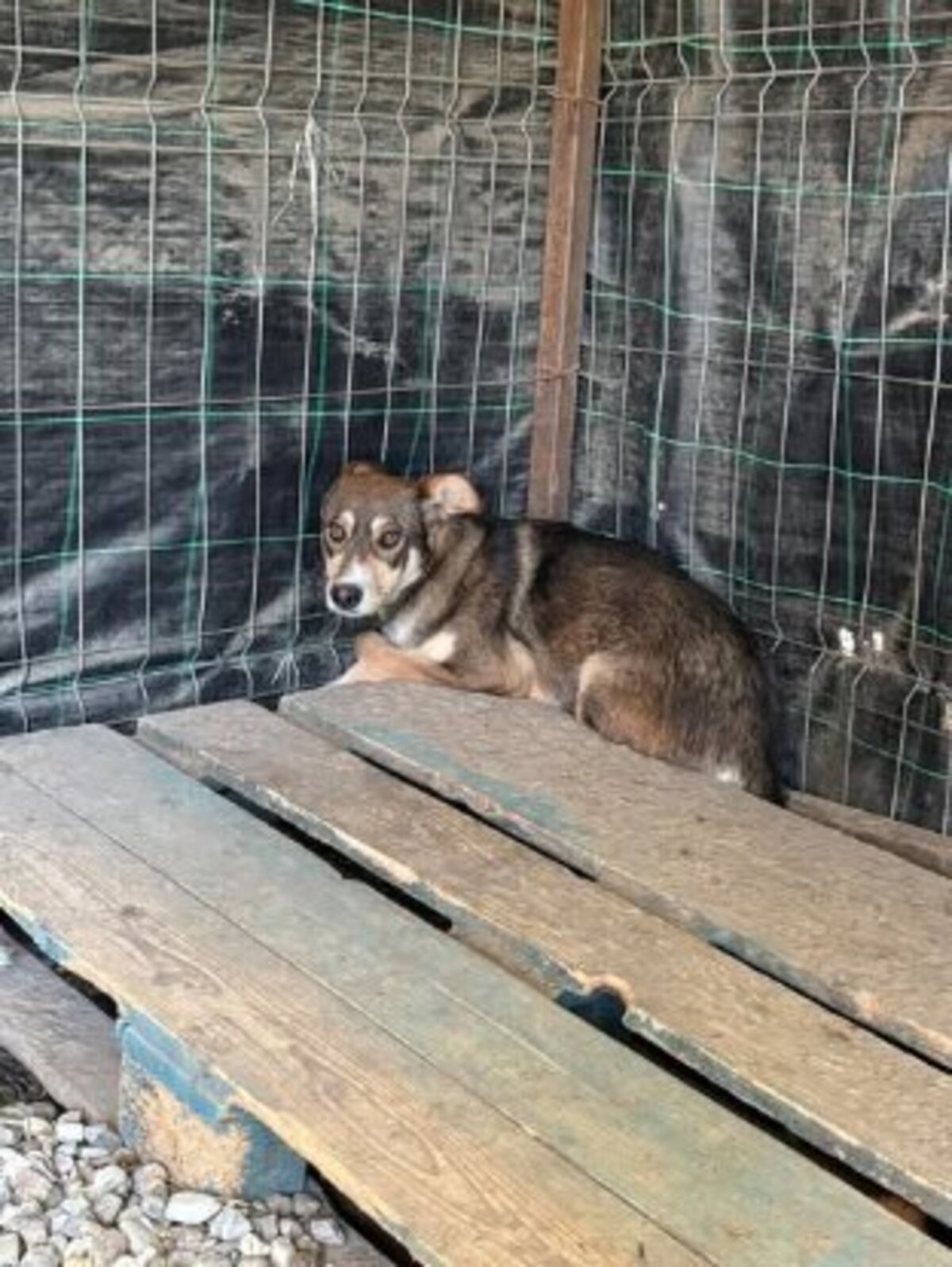 Adoption Lupa