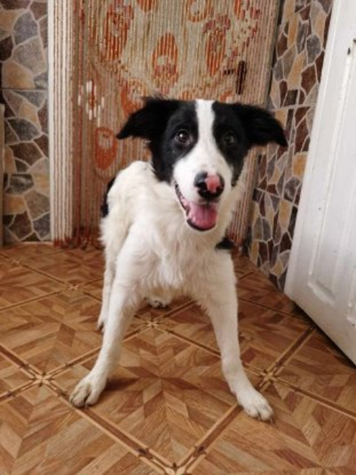 Adoption Lush