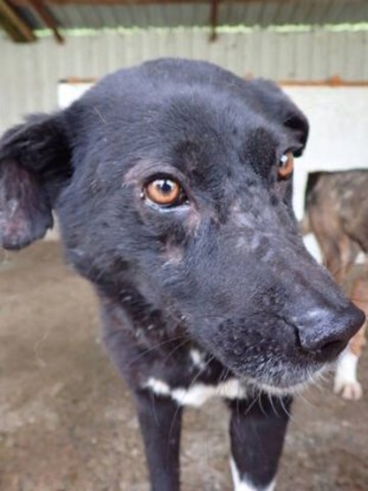 Adoption Lusitania