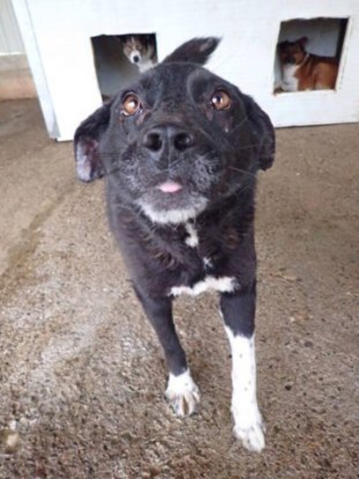 Adoption Lusitania
