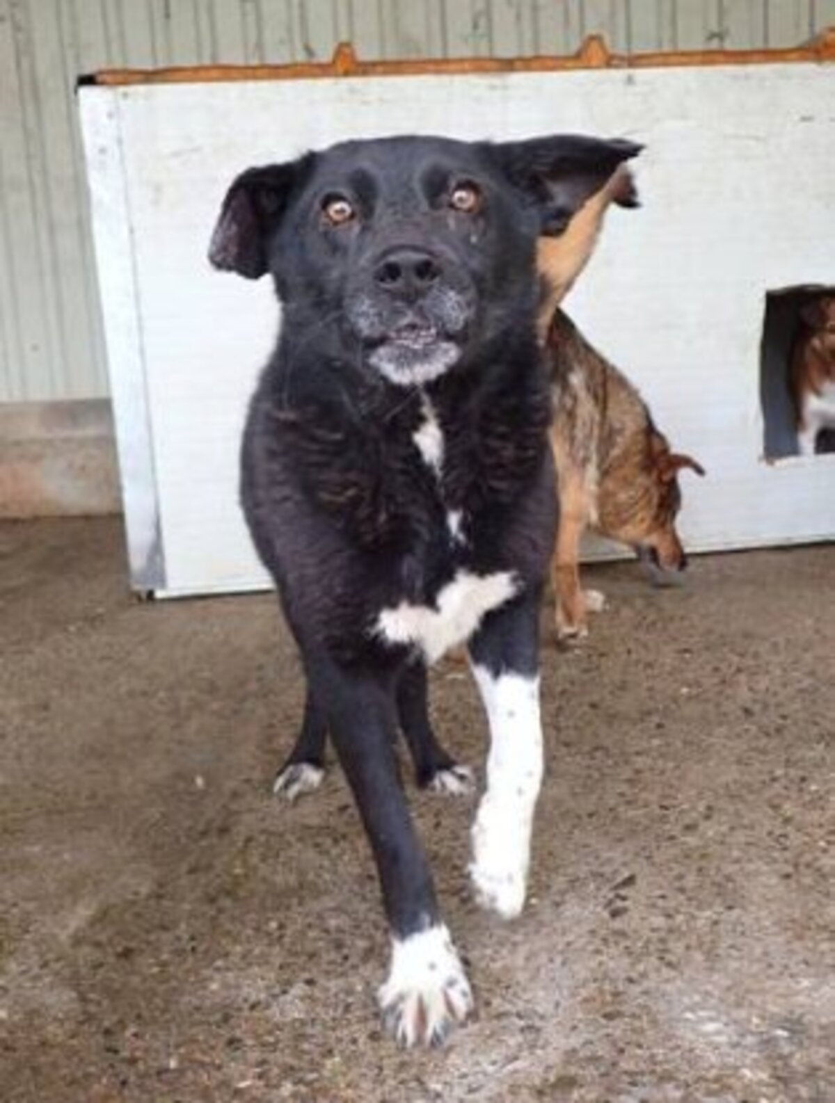 Adoption Lusitania