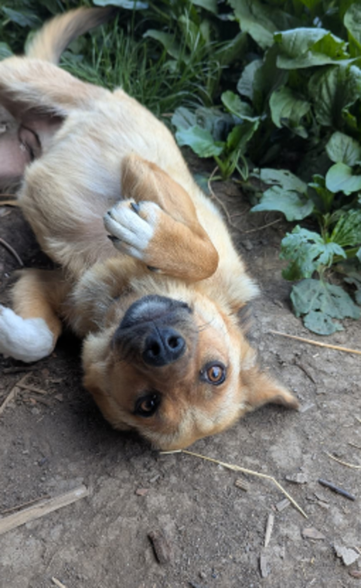 Adoption Lyla