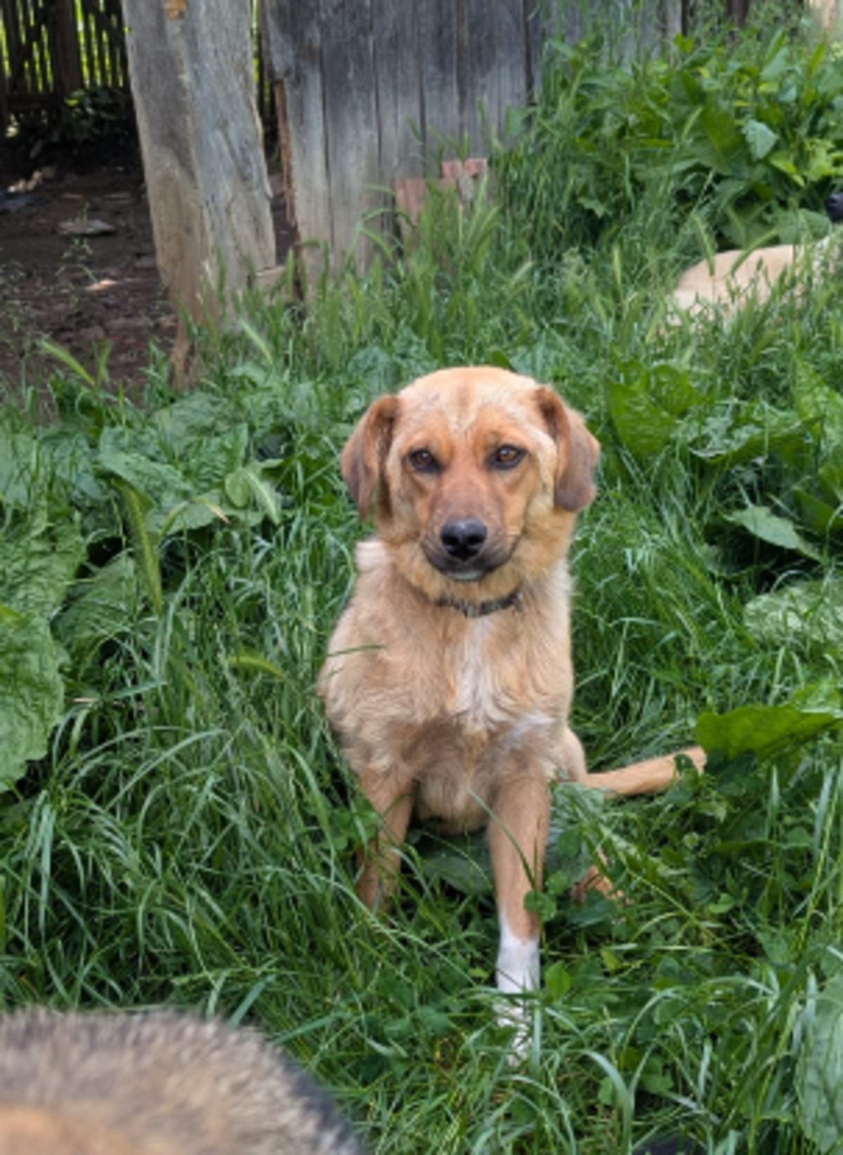 Adoption Lyla