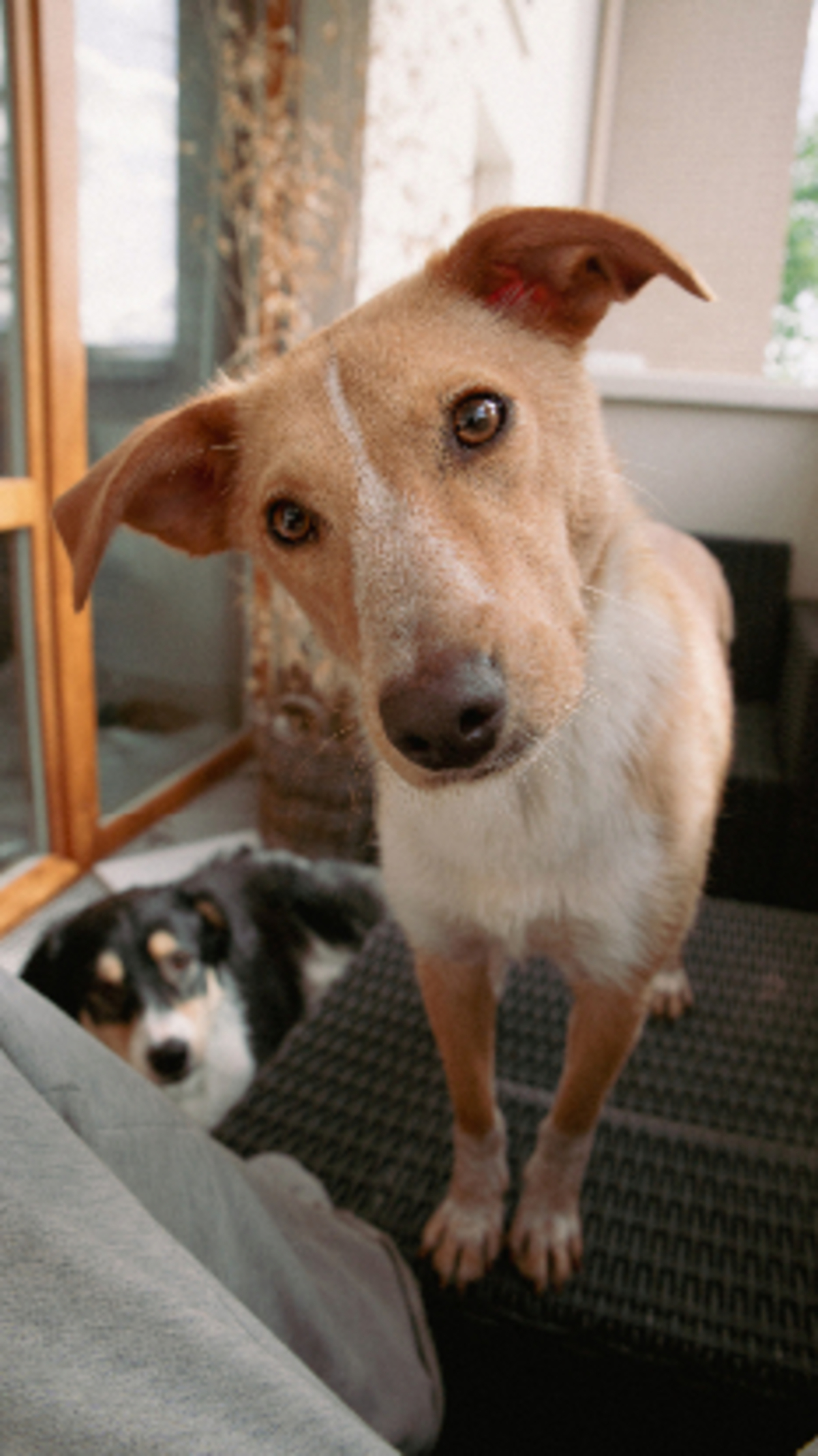 Adoption Lyris