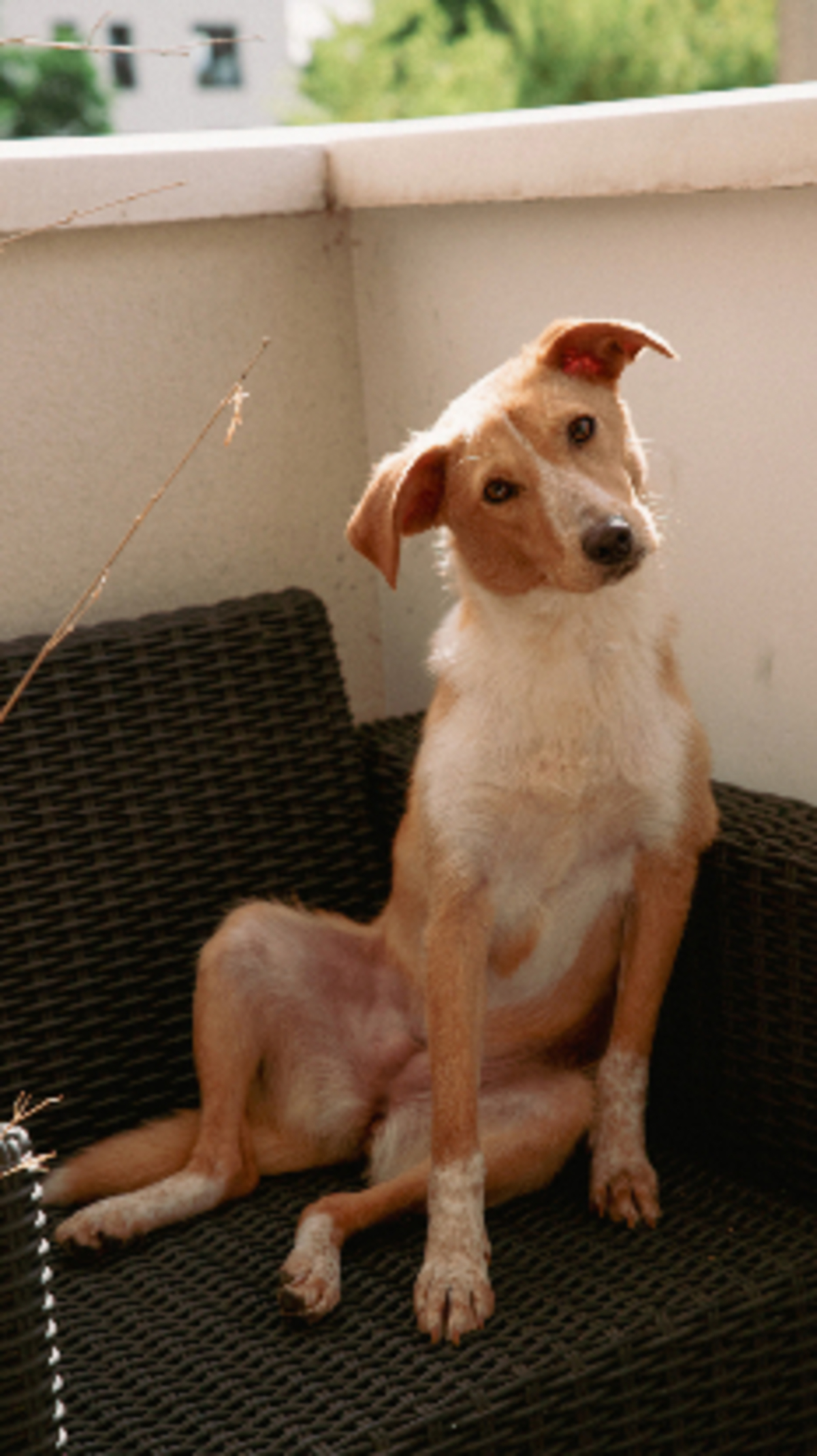 Adoption Lyris