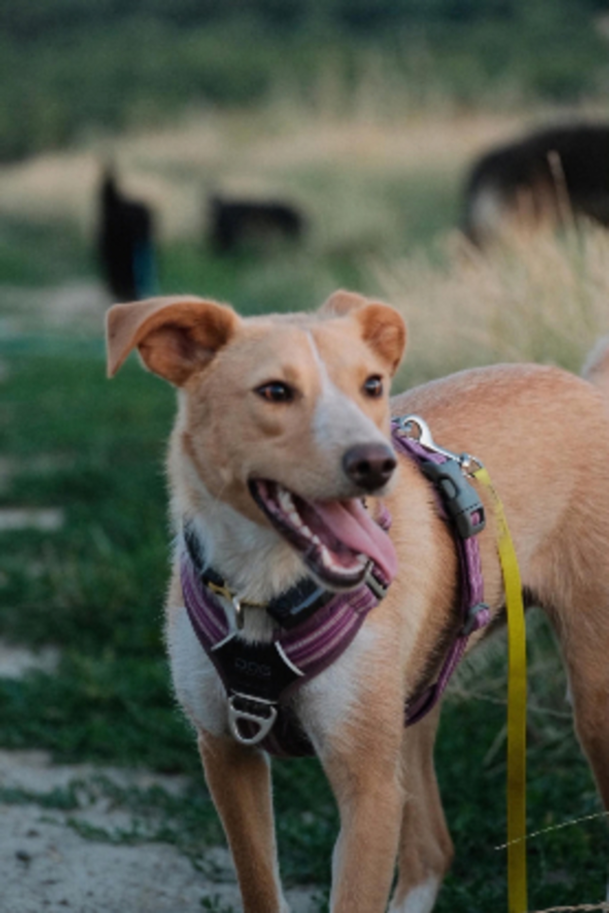 Adoption Lyris