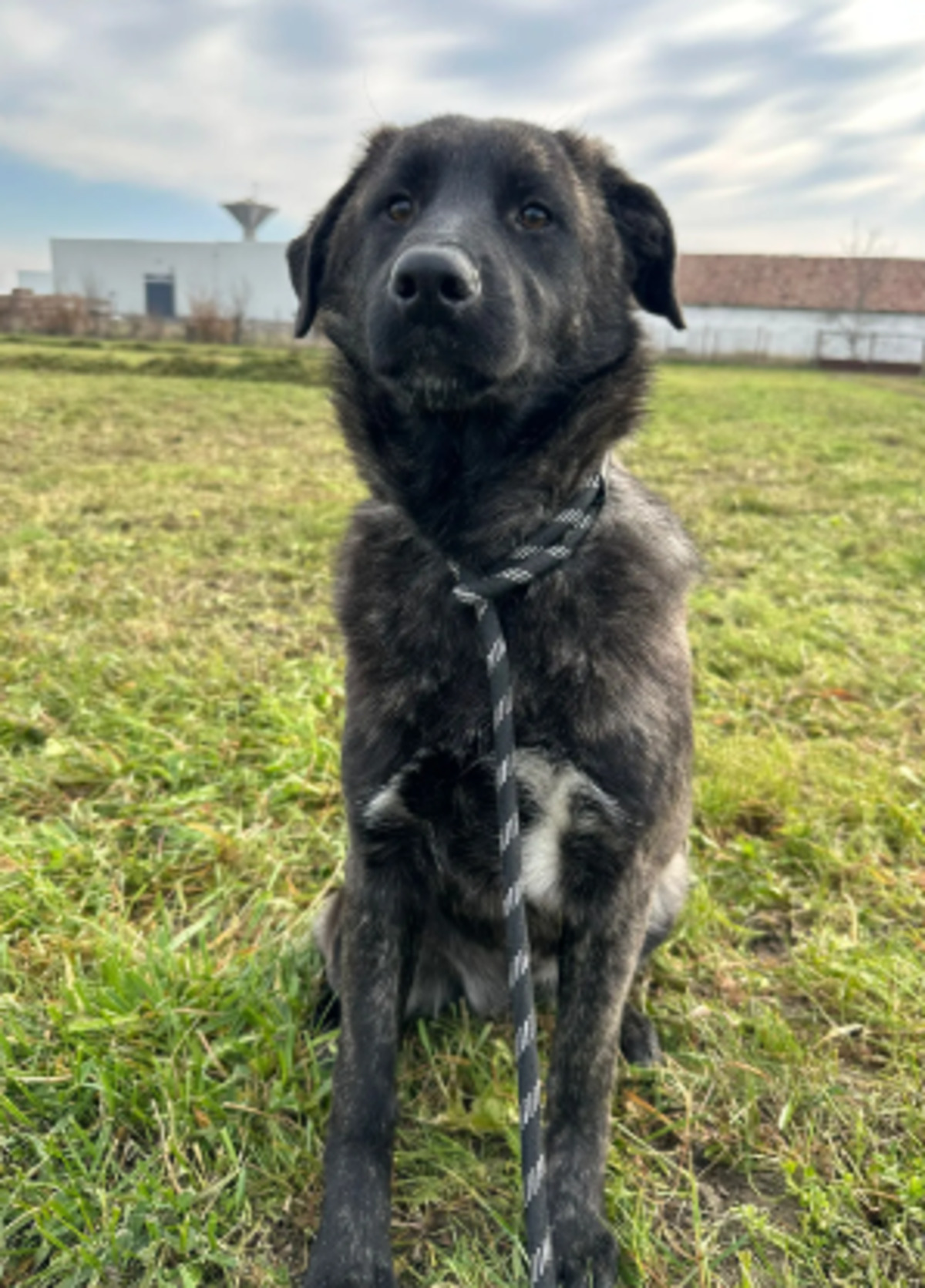 Adoption Madeline