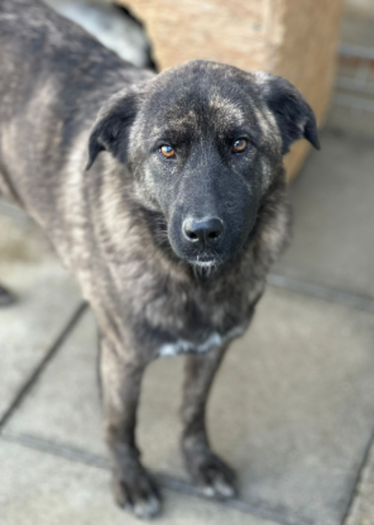 Adoption Madeline