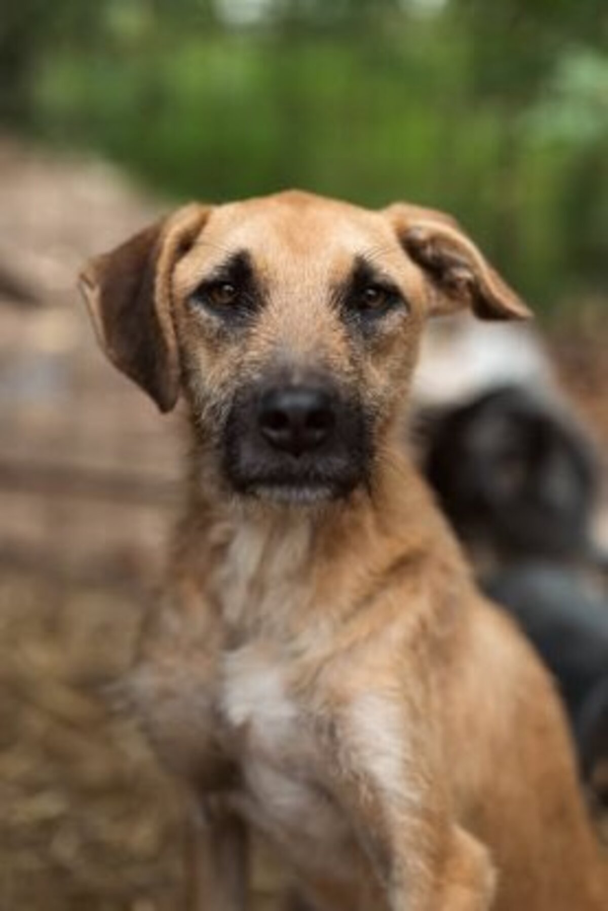 Adoption Maggee