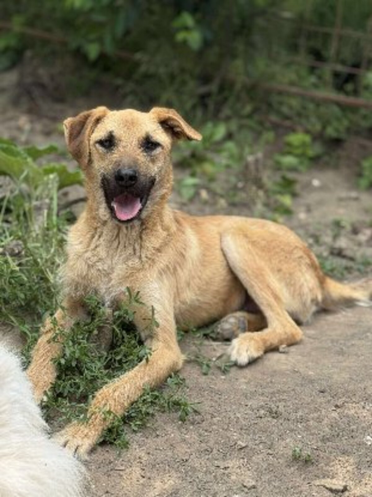 Adoption Maggee