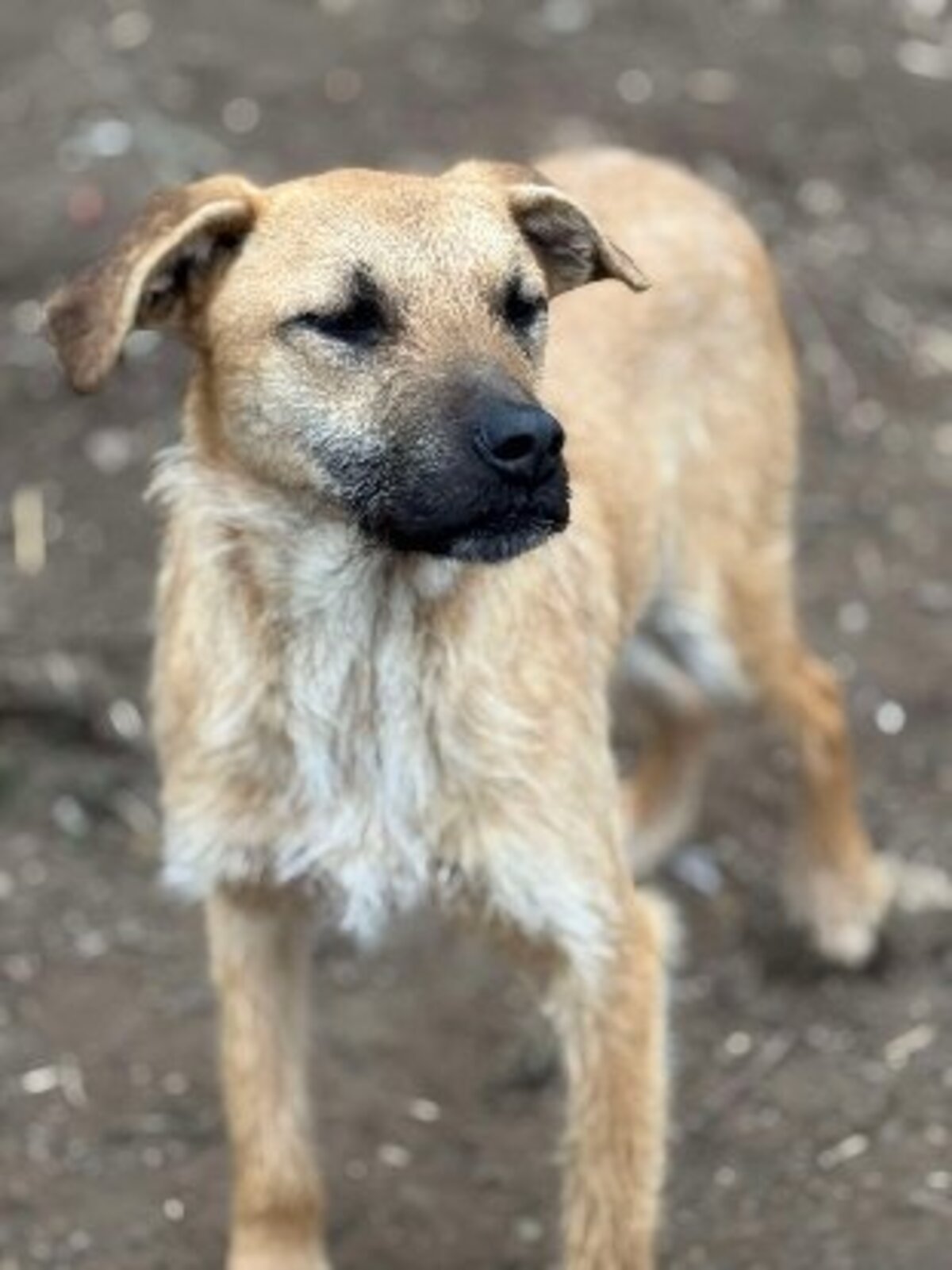Adoption Maggee