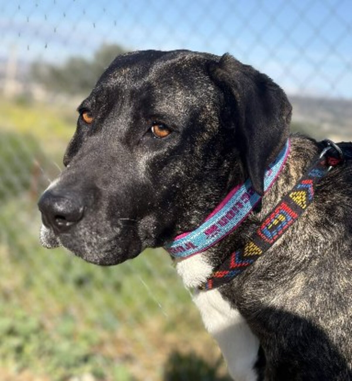 Adoption Maggie
