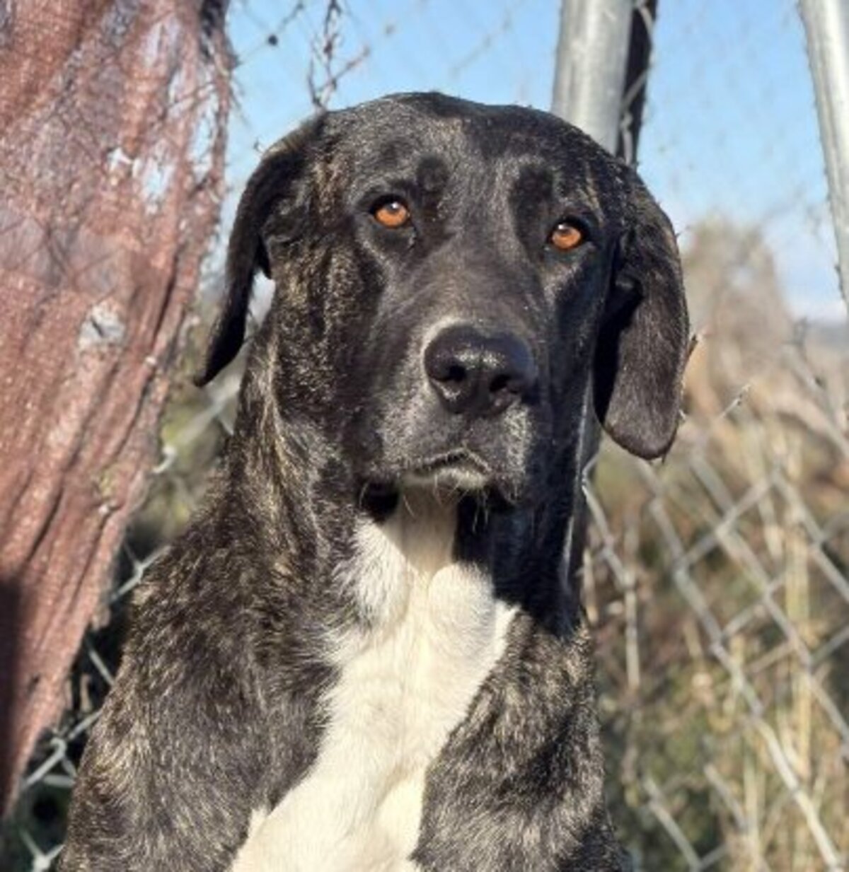 Adoption Maggie