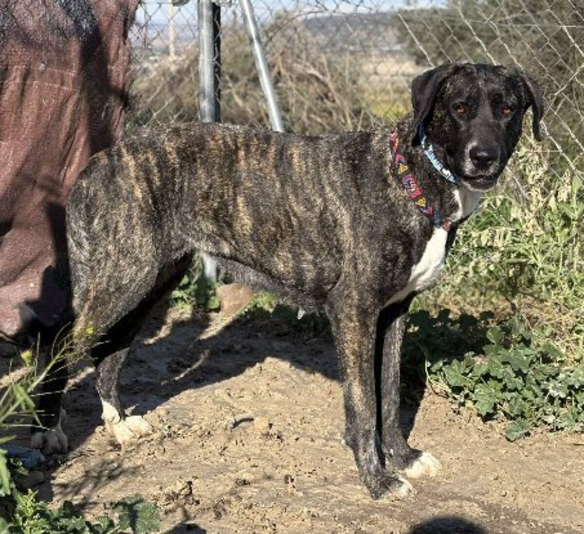 Adoption Maggie