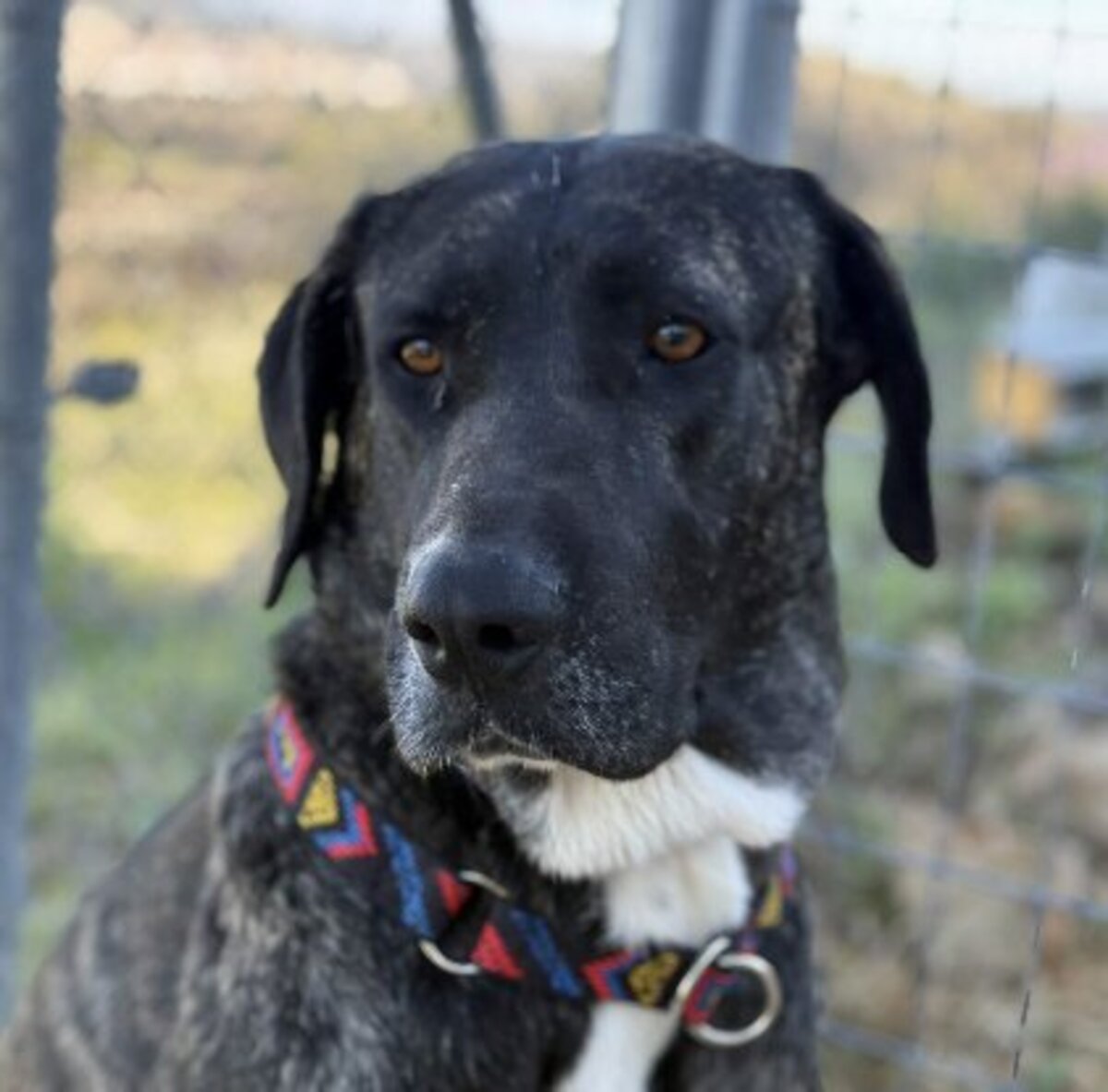 Adoption Maggie