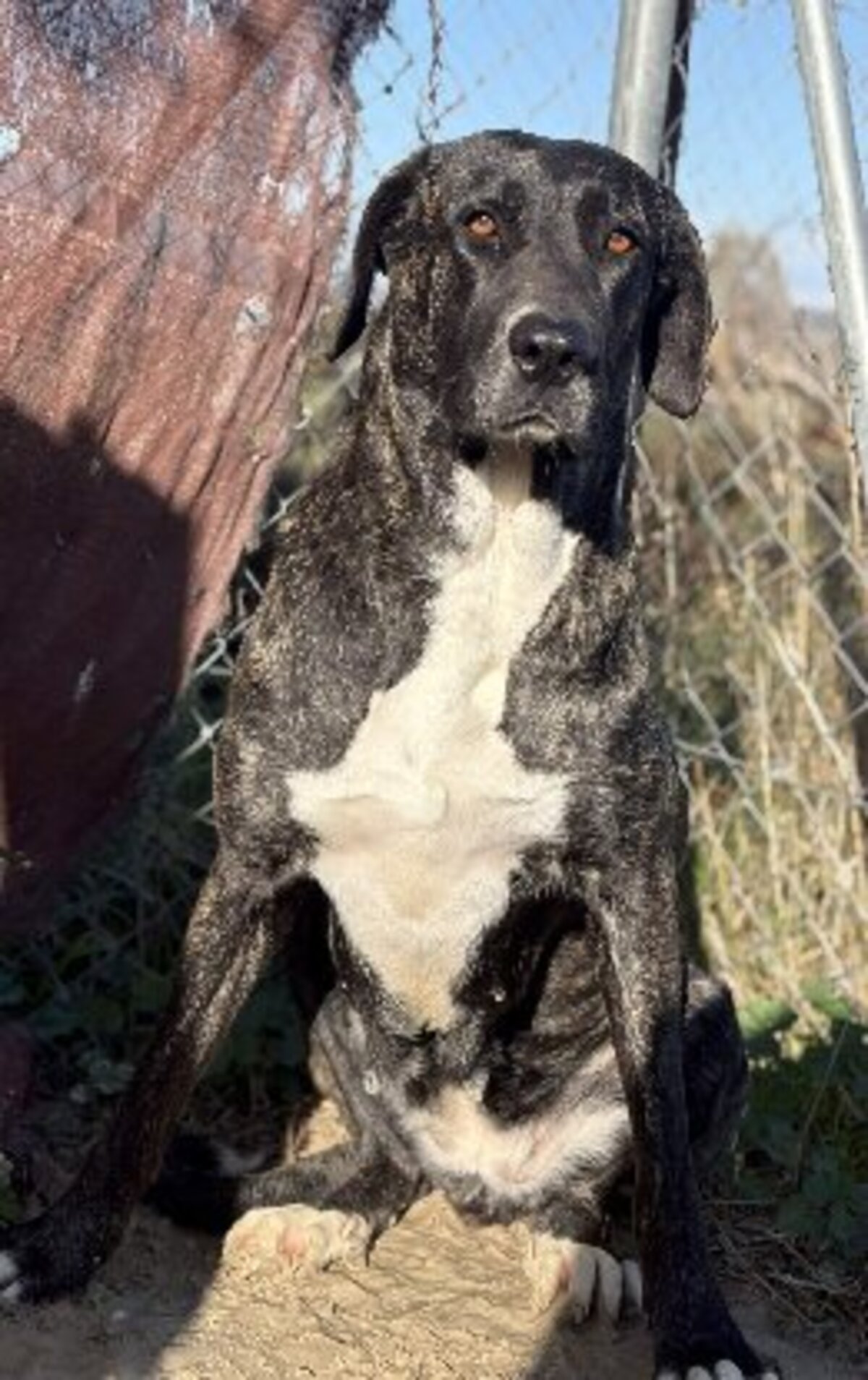 Adoption Maggie