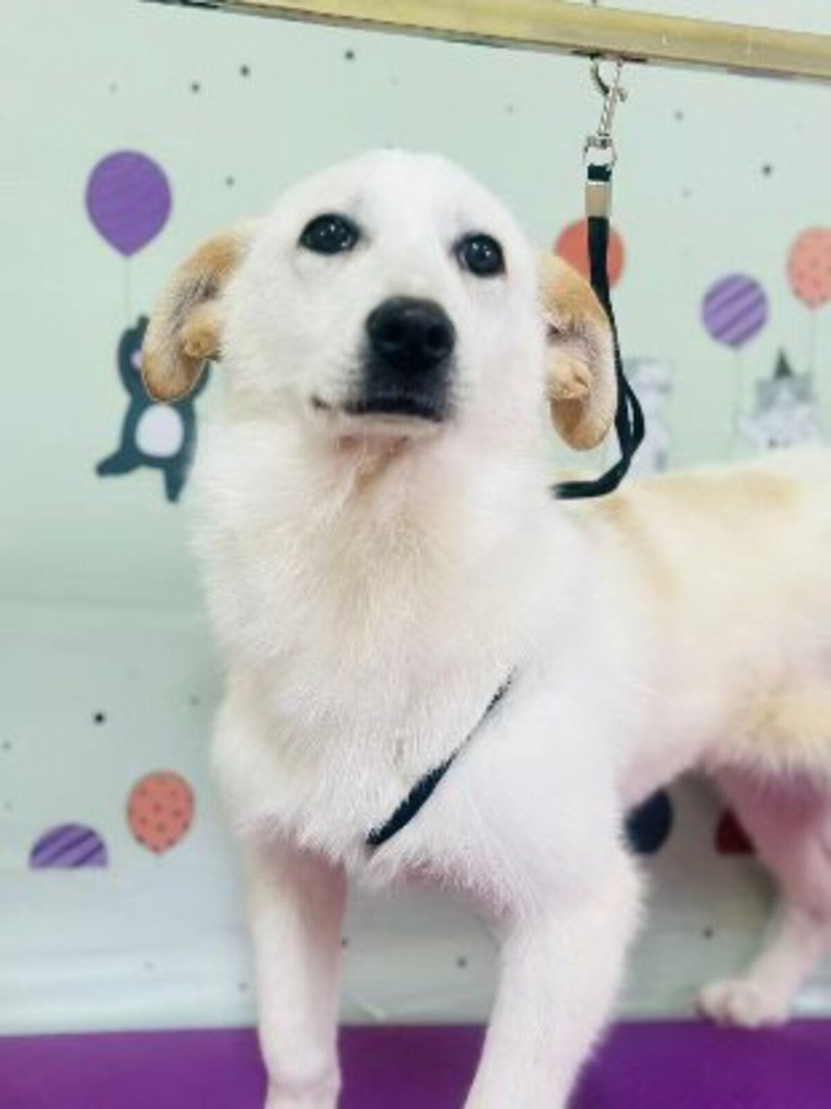 Adoption Maggie